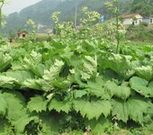 四川省乐山市赚钱的中药材种植品种