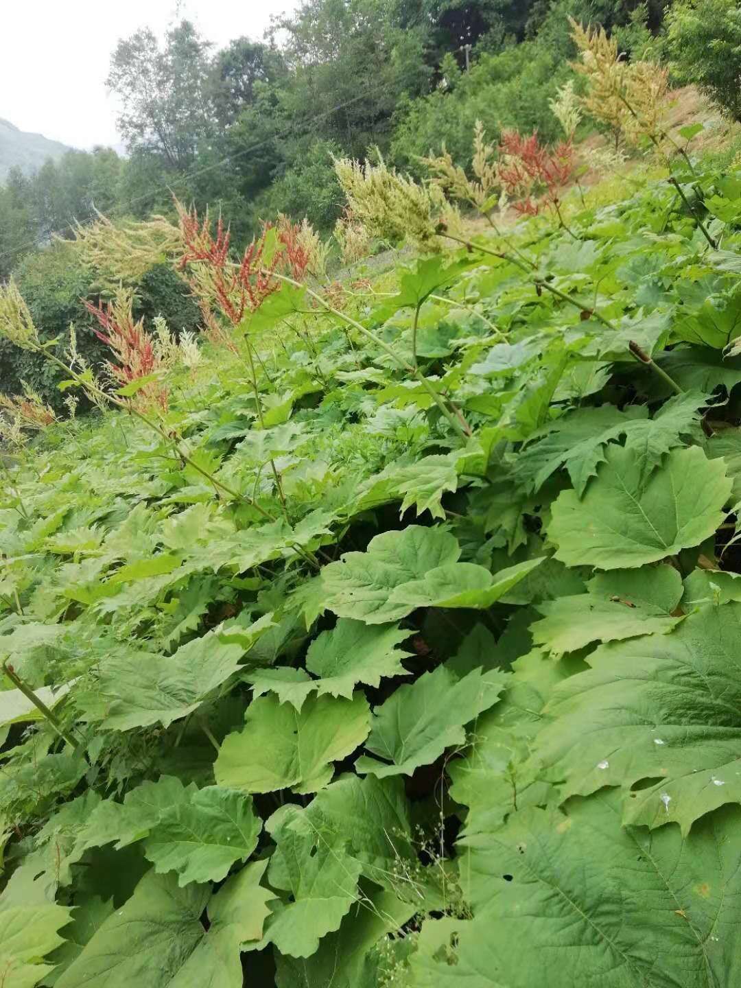 云南省保山市昌宁县马蹄大黄苗亩产量