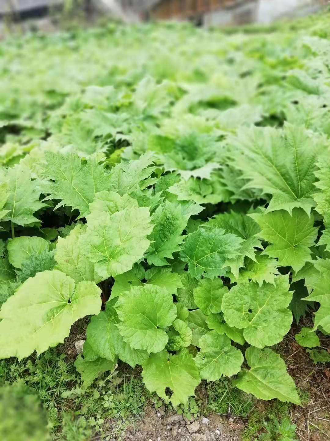 陕西省安康市石泉县川大黄种子种植前景