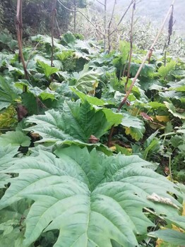 四川省凉山州美姑县大黄种苗种植前景