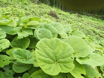 陕西省宝鸡市价值高的中药材种植选择图片0