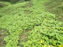 陕西省宝鸡市价值高的中药材种植选择图片1