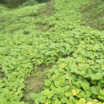 四川省甘孜州丹巴县大黄种子用种量