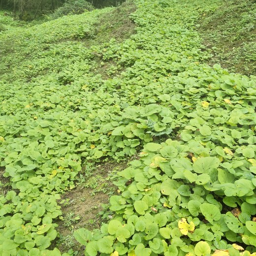 云南省保山市高山大黄种子用种量