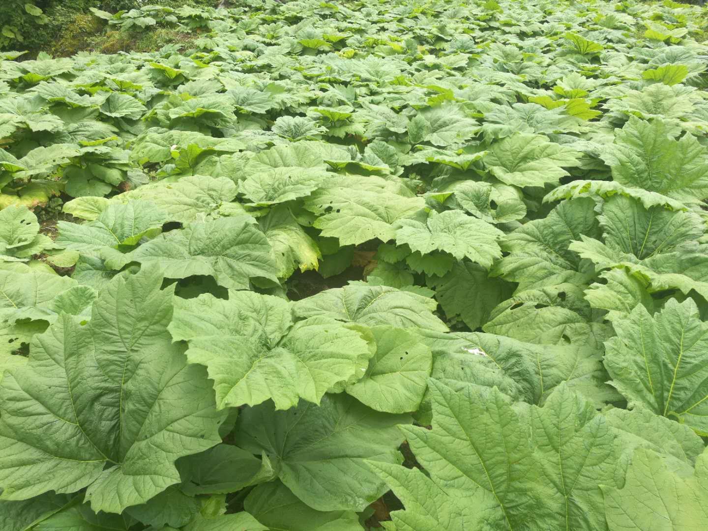 四川省甘孜州丹巴县大黄种子用种量