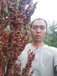 湖北省襄樊市保康县掌叶大黄种子购买图片5