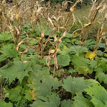 湖北省黄冈市高山中药材种植品种