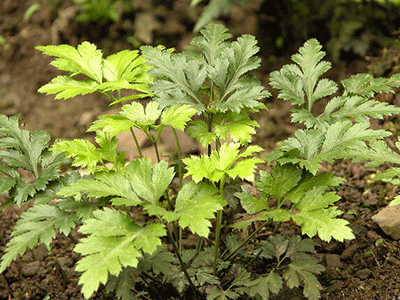 恩施州利川市黄连苗种植技术