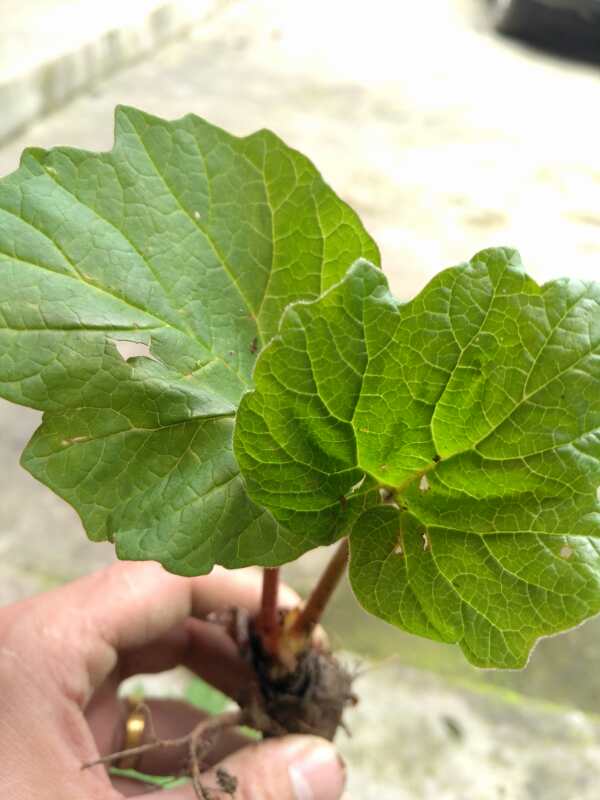 甘孜州白玉县种植大黄种植前景