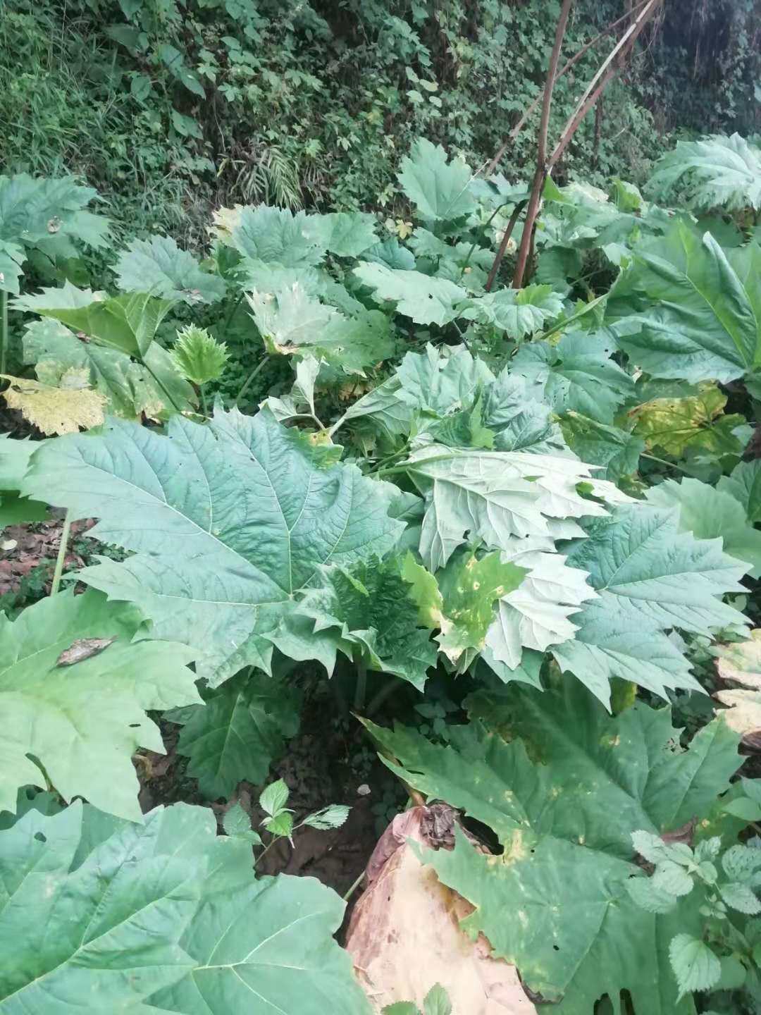 北川县大黄种子几年挖