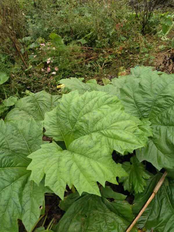 重庆大黄种植用种量