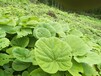 黄石市阳新县种植大黄今日价格