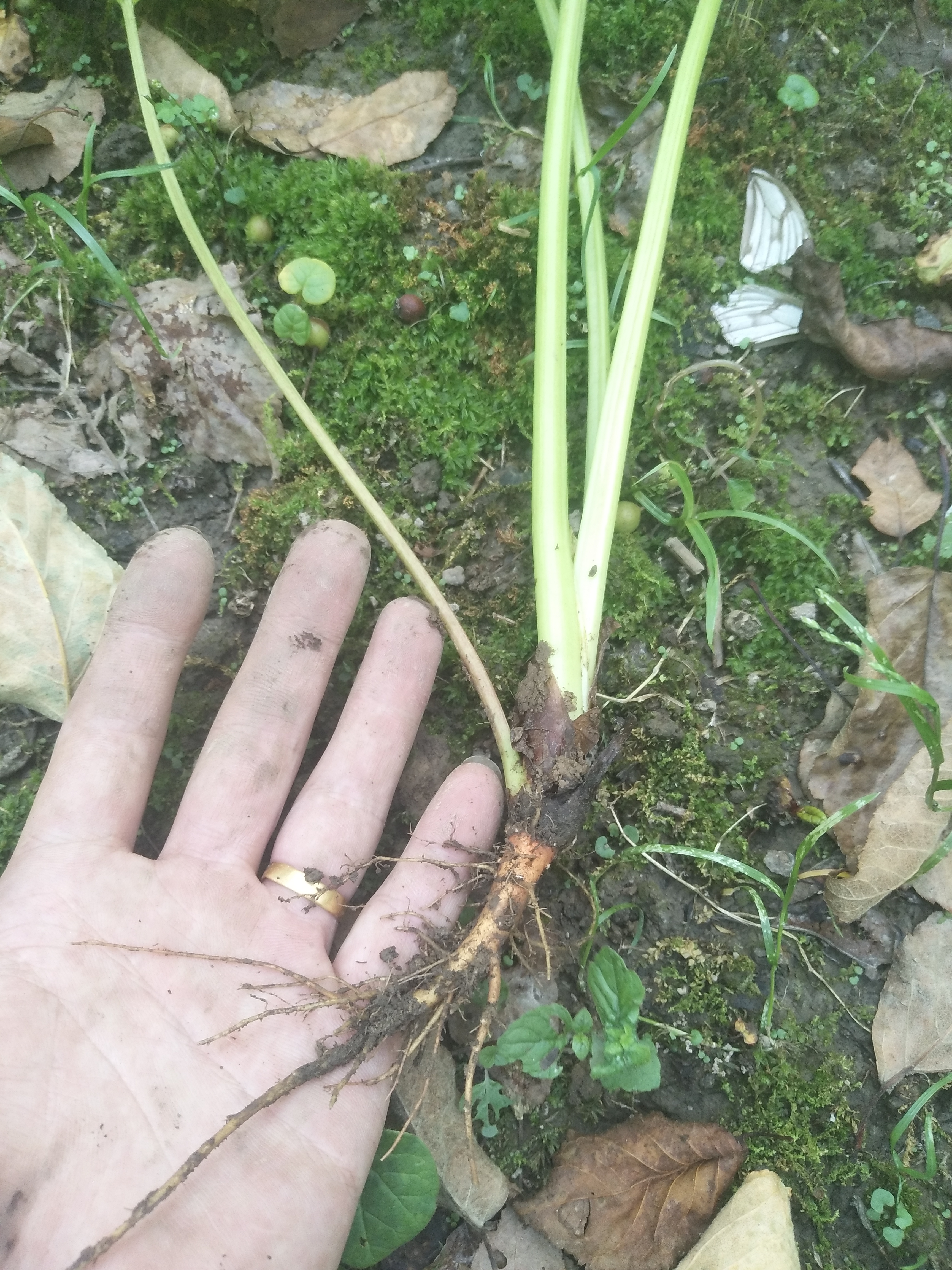 万州区大黄种植前景种植前景