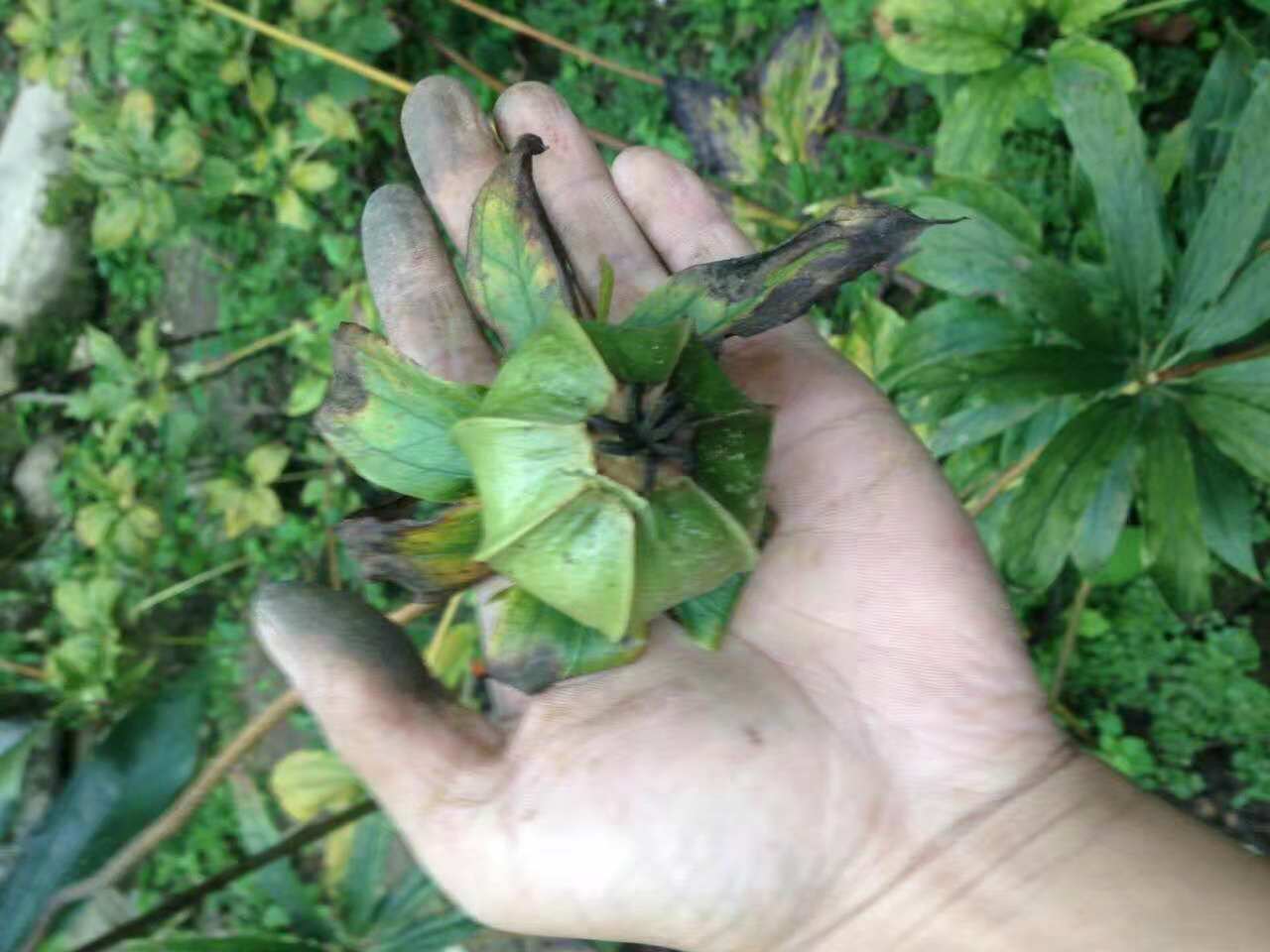 湖北省襄樊市中药材种植投资