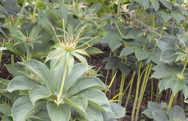 未來(lái)種植中藥材品種