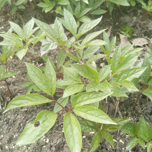 值钱的中药材种植种植前景