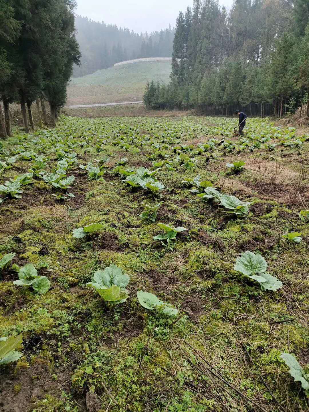 湖北省十堰市种植中药材品种