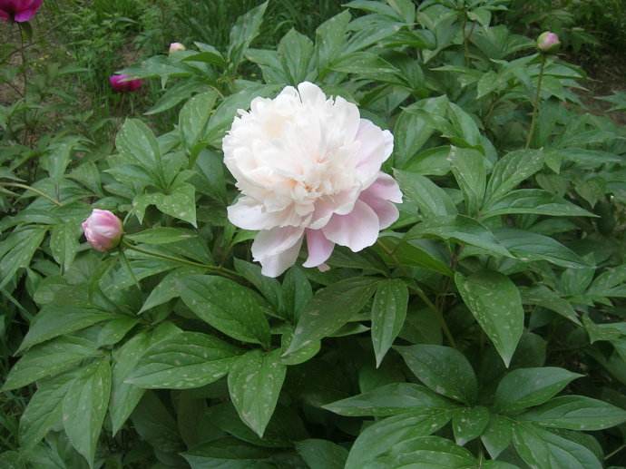 四川广汉市药材种植种子