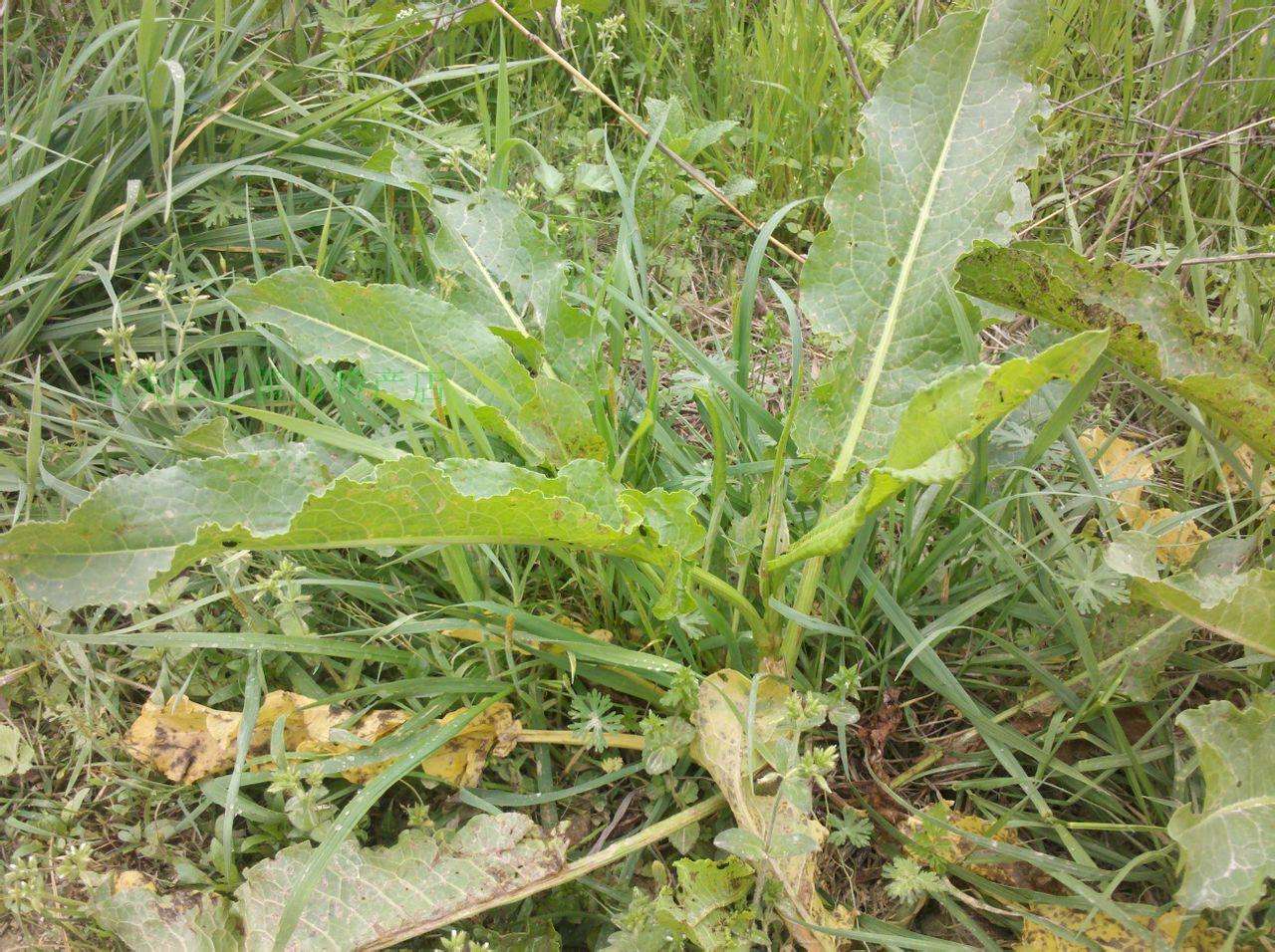 凉山越西中药材基地