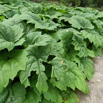 阿坝红原药材种植苗子