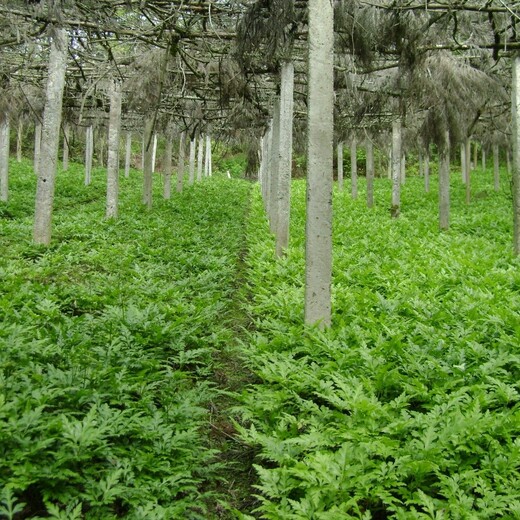 四川黑水种植药材基地