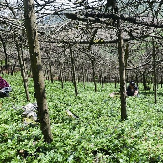 广元元坝区药材种植基地