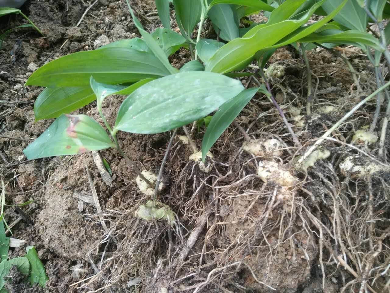 四川自贡药材种植品种