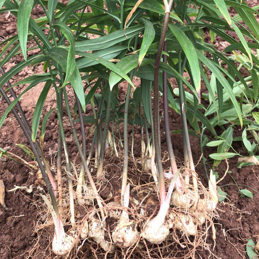 四川达州药材种植种苗