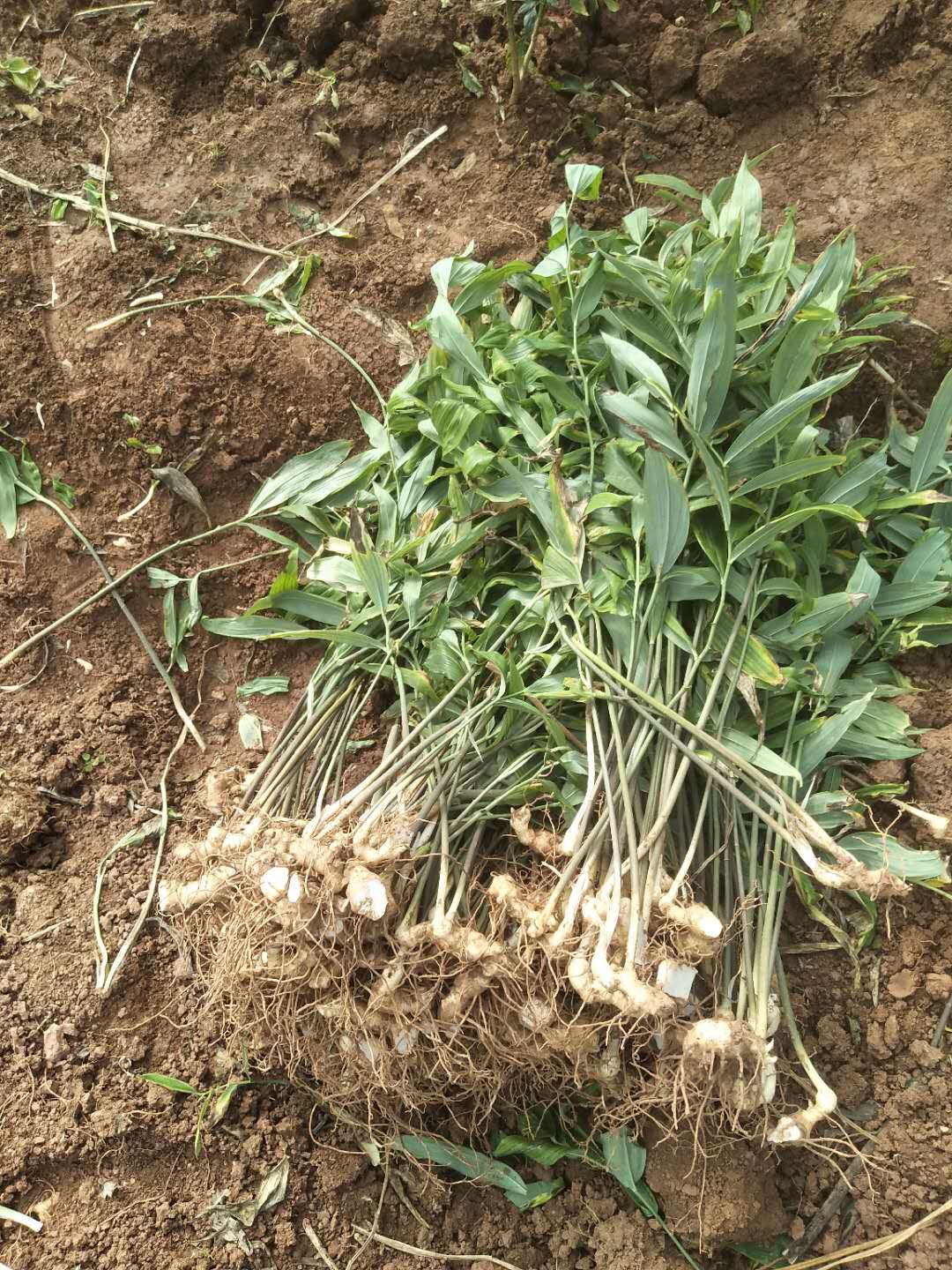 四川自贡药材种植基地