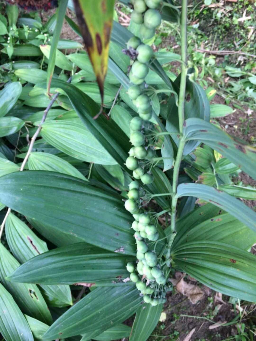 四川阿坝中药材种植品种