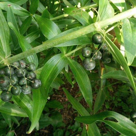 甘孜州倒苗黄精苗种植成本