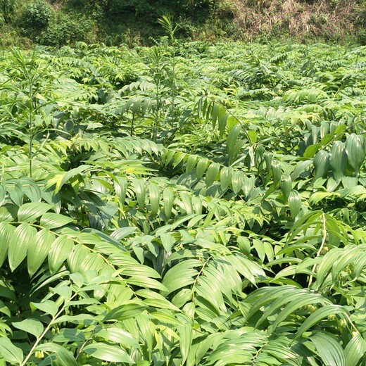 眉山市多花黄精种植产量