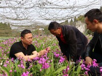 乐山市黄精种苗种植成本图片1