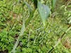  Seed yield per mu of Polygonatum sibiricum in Leshan