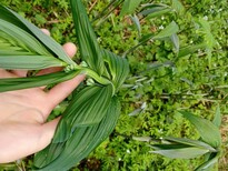 四川省甘孜州黄精种子种植成本图片3