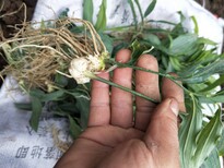 四川省甘孜州黄精种子种植成本图片5