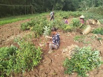 乐山市黄精种植种植前景图片2