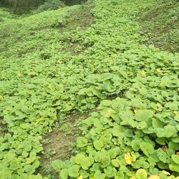 绵阳市黄精种苗收益