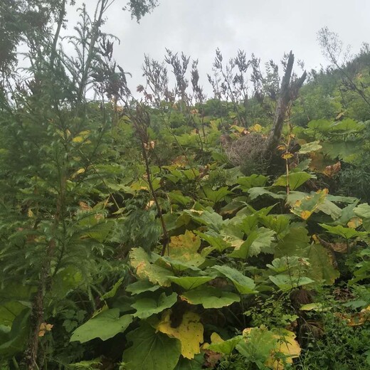 资阳市黄精小苗种植前景