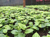 湖北省黄石市百部种苗几月份种植