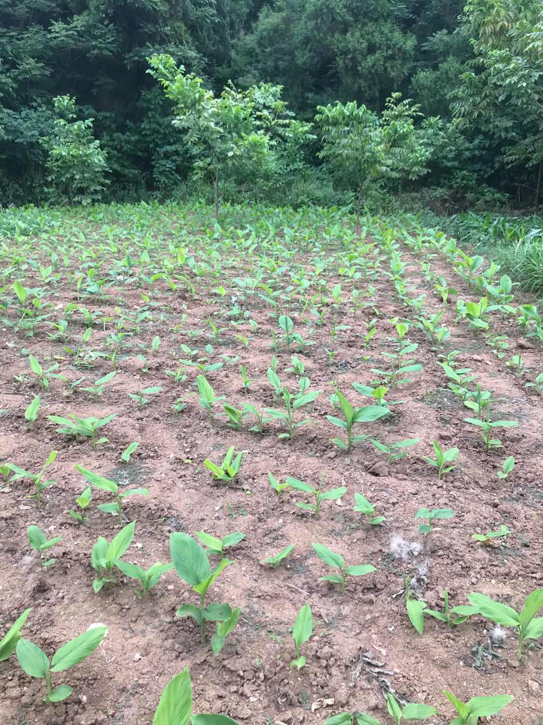 四川省凉山州姜黄种子基地