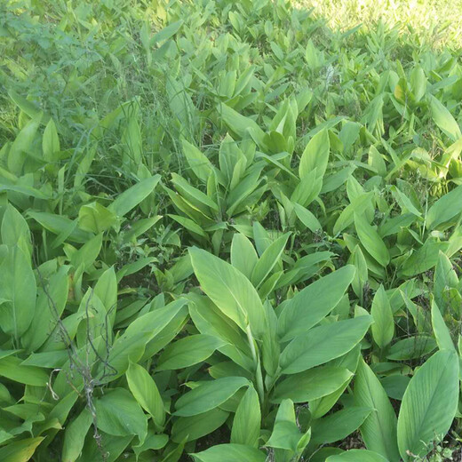 四川省绵阳市姜黄种子基地