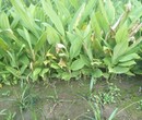 广西梧州市姜黄种子基地