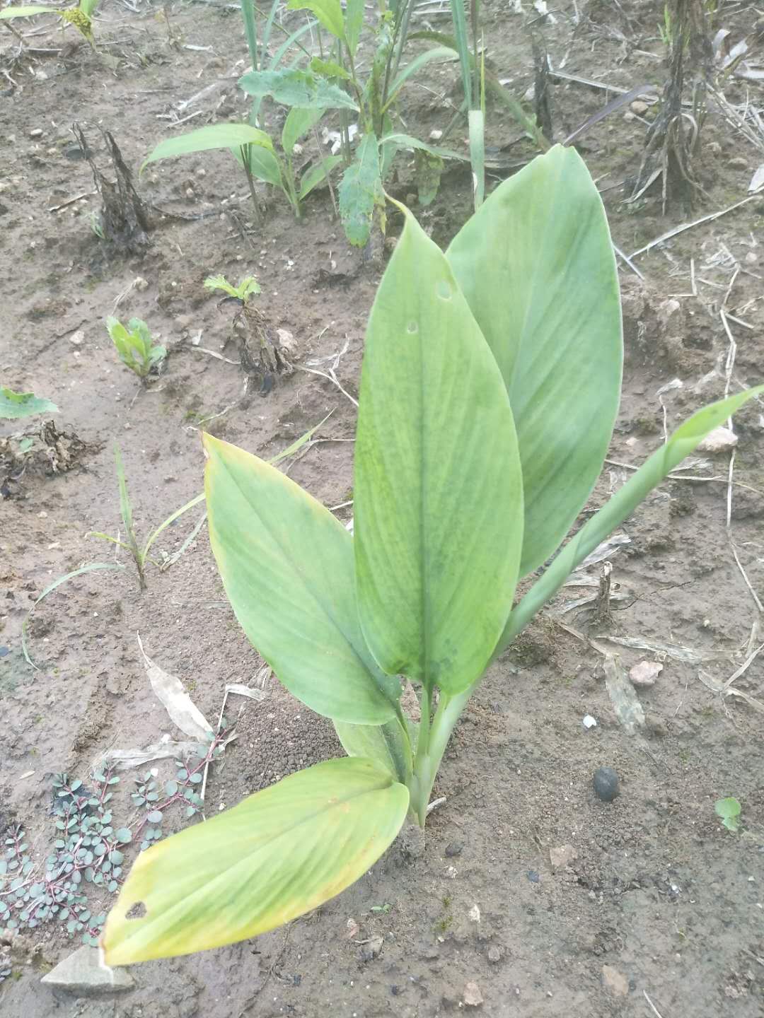 重庆莪术种子批发