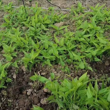 四川省自贡市百部种子种植基地