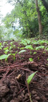 四川省广安市百部种子种植基地