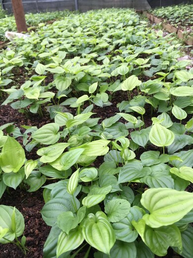 四川省资阳市百部种苗种植基地