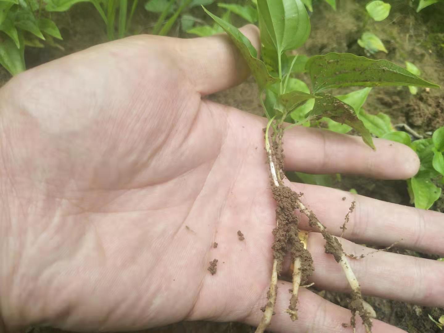 四川省南充市百部苗种植基地