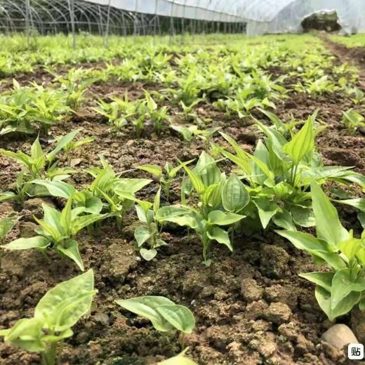 四川省德阳市对叶百部苗种植基地