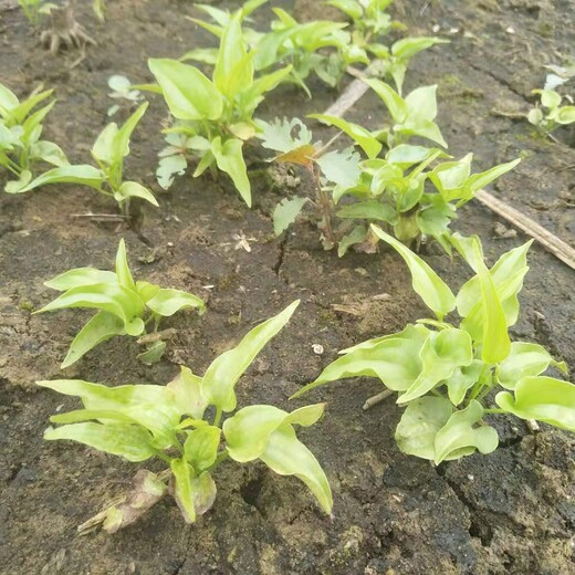 四川省南充市百部种子种植基地